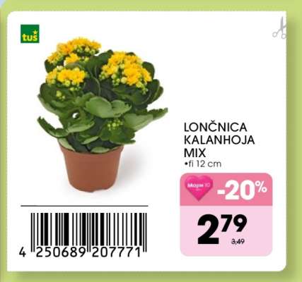 Lončnica Kalanhoja Mix