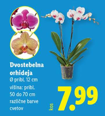 Dvostebelna orhideja