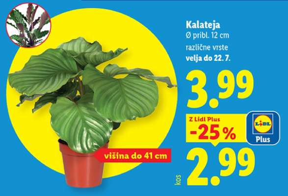 Kalateja
