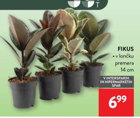 Fikus