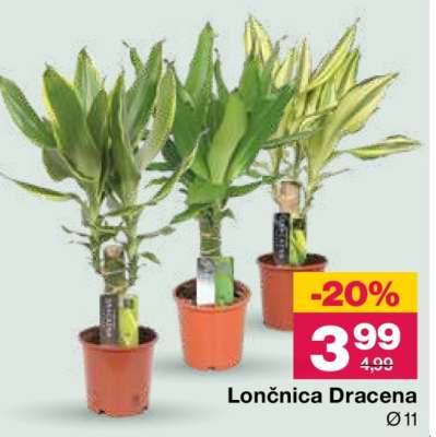 Lončnica Dracena