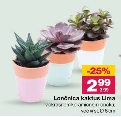 Lončnica kaktus Lima