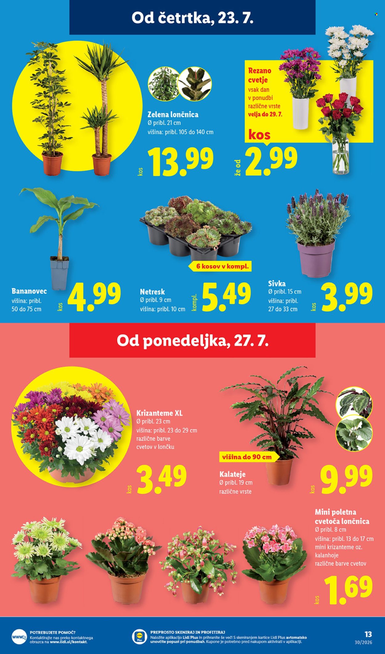 Lidl katalog - 23.07.2026 - 29.07.2026. Stran 31