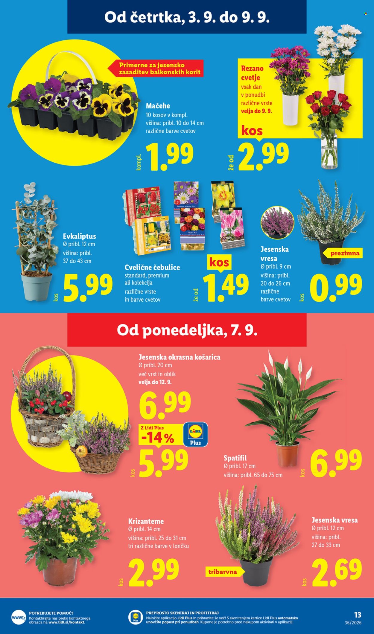 Lidl katalog - 03.09.2026 - 09.09.2026. Stran 23