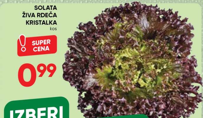 Solata živa rdeča kristalka