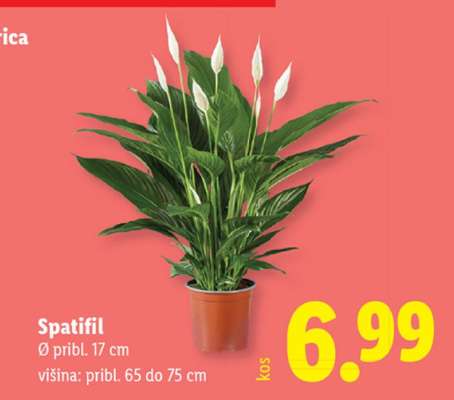 Spatifil
