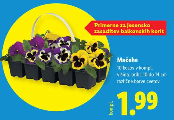 Mačehe