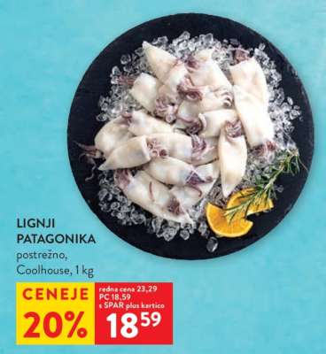 Lignji Patagonika