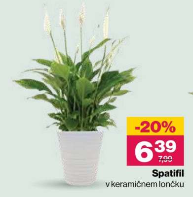 Spatifil