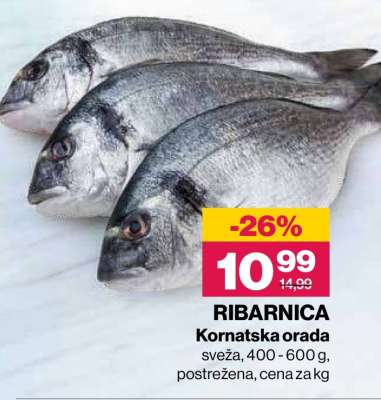RIBARNICA Kornatska orada