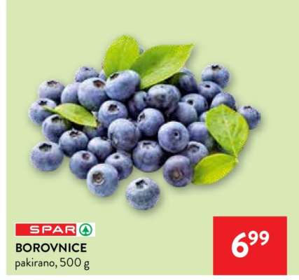 BOROVNICE