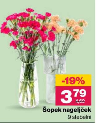 Šopek nageljček