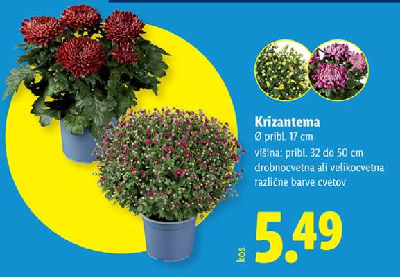 KRIZANTEMA