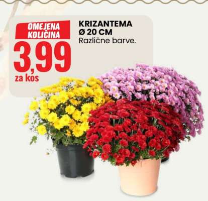 KRIZANTEMA Ø 20 CM