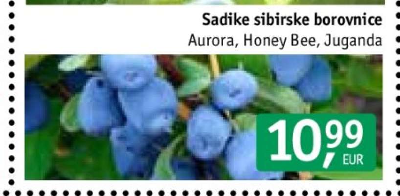 Sadike sibirske borovnice