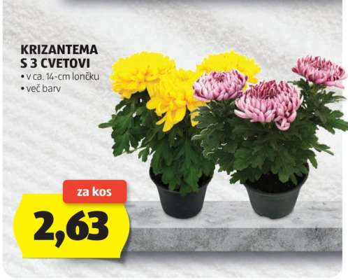 Krizantema s 3 cvetovi